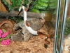 male-and-female-piebald-pythons-available-for-sale