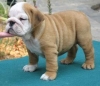 Adorable-English-Bulldog-