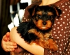 Adorable-teacup-yorkie-puppies-ready-for-adoption