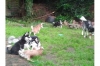 Healthy-Siberian-Husky-Puppies