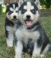 Male-and-Female-Siberian-Husky-puppies