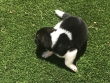 Akita-Puppies-Available