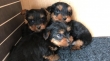 Yorkshire-terrier-Pups
