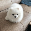 Available-Giving-my-female-Teacup-Pomeranian-now