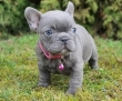 Adorable-french-bulldog-puppies