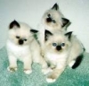 cute-short-hair-american-kittens-for-sale